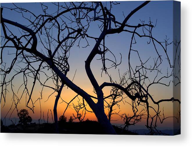 Tree Canvas Print featuring the photograph Barren Tree at Sunset by Lori Seaman
