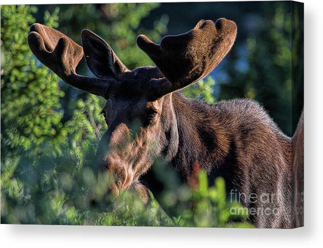 Moose Canvas Print featuring the photograph Bashful by Jim Garrison