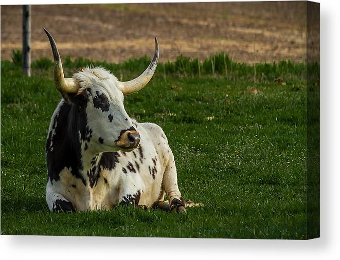 Bovine Canvas Print featuring the photograph Basking in the Sun by Ron Pate