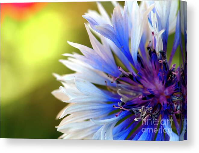 Macro.flower Canvas Print featuring the photograph Batchelors Blue and white button by Stephen Melia
