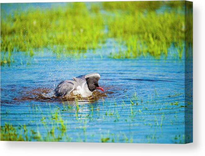 Nature Canvas Print featuring the photograph Bath Time by Cathy Kovarik