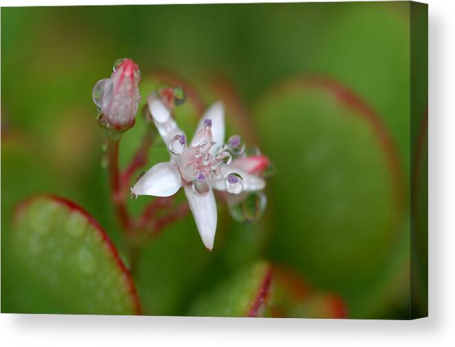 Jade Plant Canvas Print featuring the photograph Bathed In Sweat by Donna Blackhall