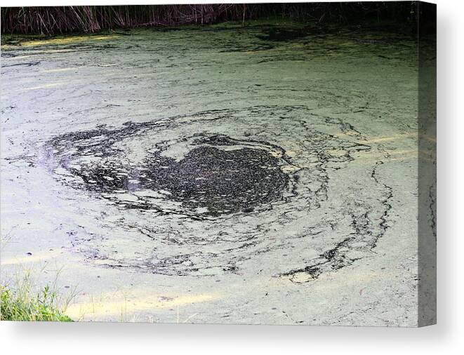 Swamp Canvas Print featuring the photograph Bayoucane by John Glass