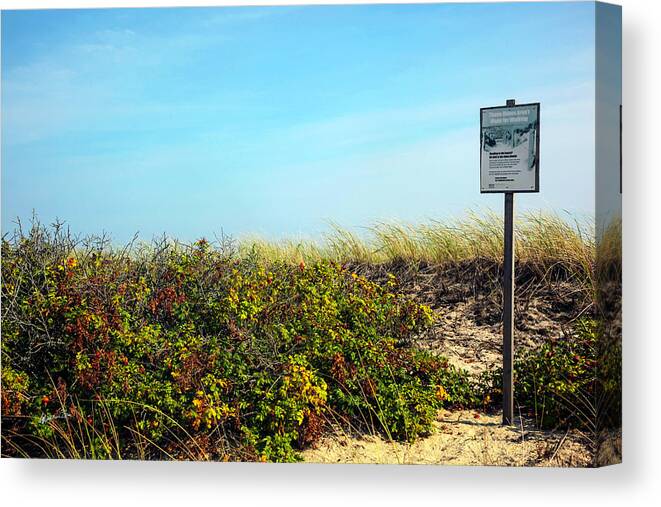 Plants Canvas Print featuring the photograph Be Kind To The Dune Plants by Madeline Ellis