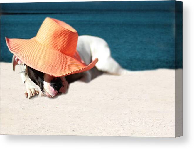 Beach Canvas Print featuring the photograph Beach Day for Bubba by Shelley Neff