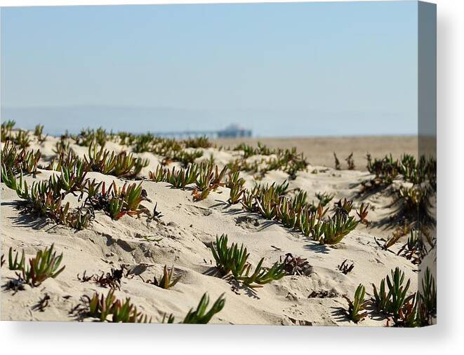 Ice Plant Covered Dune On California's Newport Beach. Canvas Print featuring the photograph Beach Dune by Brian Eberly