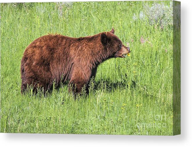 Bear Eating Daisies Canvas Print featuring the photograph Bear Eating Daisies by Jemmy Archer