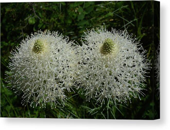 Bear Grass Canvas Print featuring the photograph Bear Grass Twins by Whispering Peaks Photography