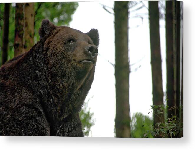 Nature Canvas Print featuring the photograph Bear by Ingrid Dendievel