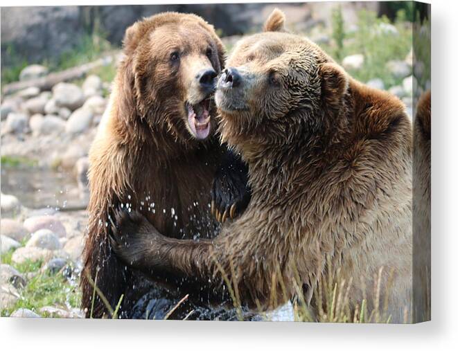 Bears Canvas Print featuring the photograph Bear Play by Tammy Crawford