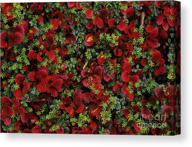 Autumn Canvas Print featuring the photograph Bearberry and Moss by John Hyde - Printscapes