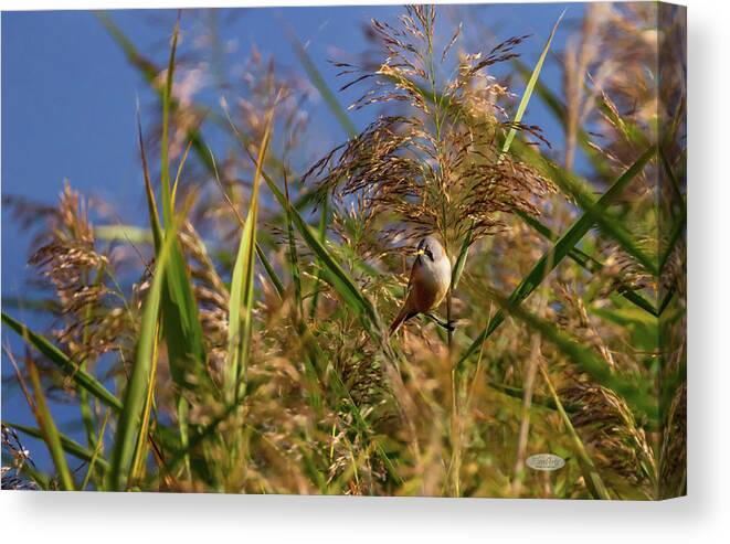 Bird Canvas Print featuring the photograph Bearded reedling, panurus biarmicus, in the reeds by Elenarts - Elena Duvernay photo