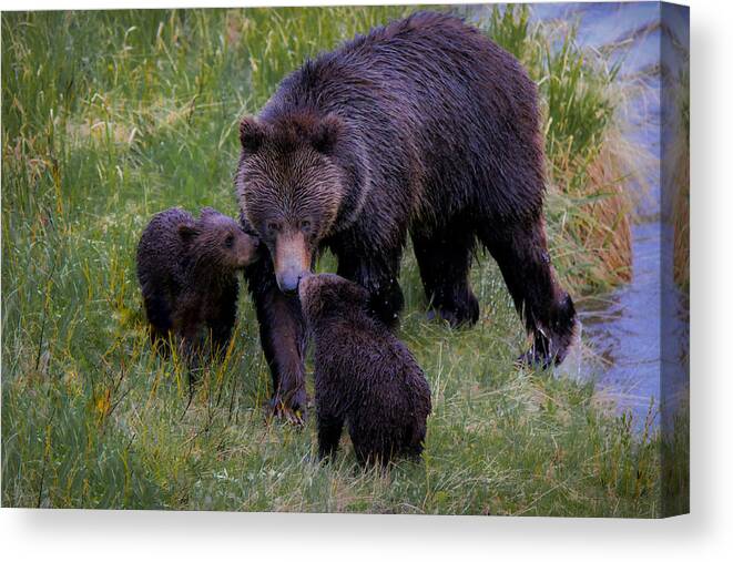 A Grizzly Bear And Her Cubs Were Definitely Not Afraid Of The Rain And Ventured Out For A Fun Morning Of Play And Affection. Canvas Print featuring the photograph Bearly Wet by Ryan Smith