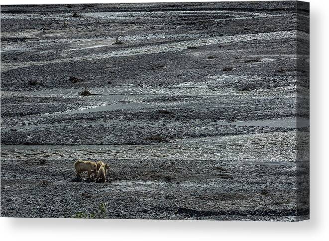 Grizzly Bear Canvas Print featuring the photograph Bears In Denali by Randall Evans
