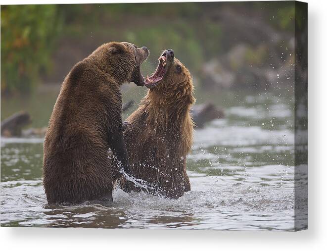 Wildlife Canvas Print featuring the photograph Bears War by Valerio Ferraro