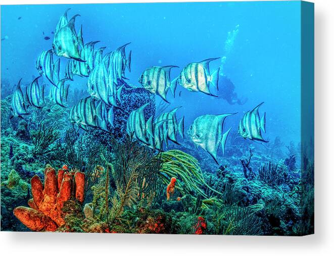 Fishing Canvas Print featuring the photograph Beautiful Angels on the Reef in HDR Detail by Debra and Dave Vanderlaan