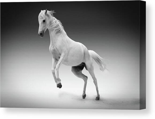 Horse Canvas Print featuring the photograph Beautiful Black And White Stallion Horse Art Prints by Wall Art Prints