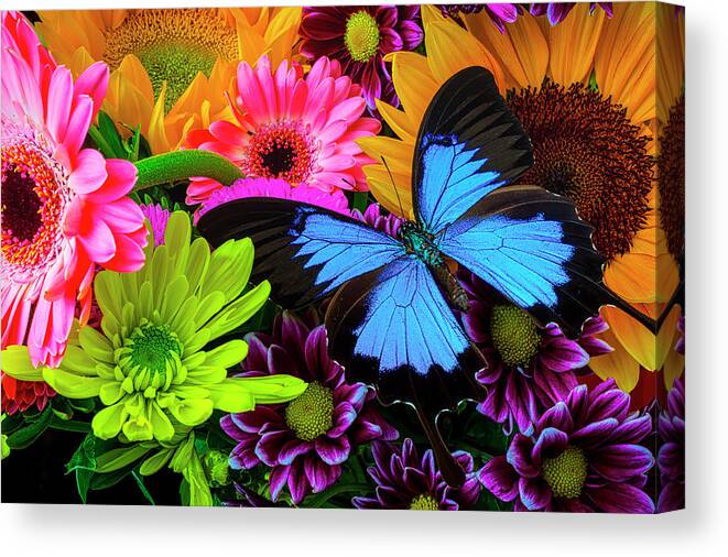 Daisy Canvas Print featuring the photograph Beautiful Blue Butterfly In Bouquet by Garry Gay