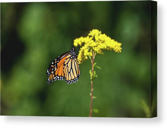 Butterfly Canvas Print featuring the photograph Beautiful Combination by Paul Mangold