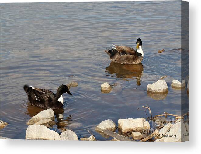 Seascape Canvas Print featuring the photograph Beautiful Ducks by Todd Blanchard