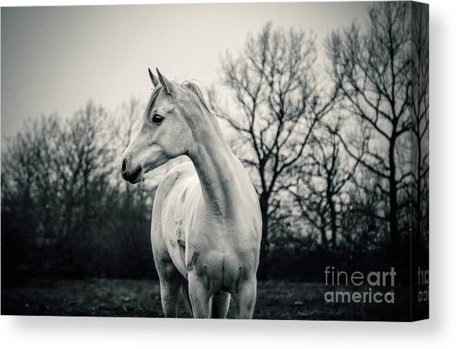 Horse Canvas Print featuring the photograph Beautiful Lonely White Horse III by Dimitar Hristov