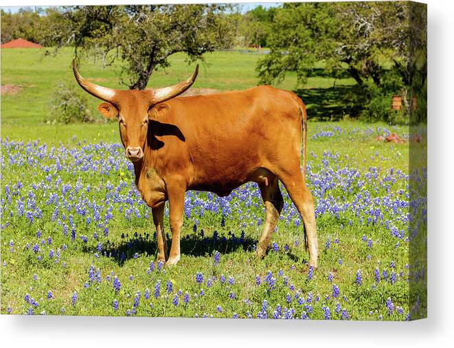 African Breed Canvas Print featuring the photograph Beautiful longhorn cow by Raul Rodriguez