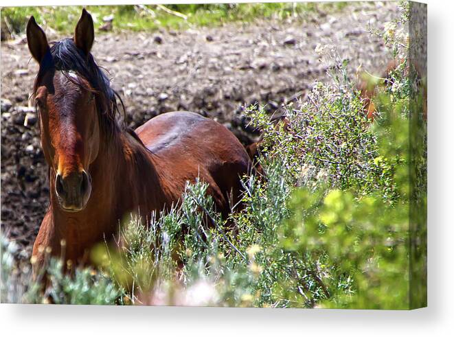 Horse Canvas Print featuring the photograph Beautiful Mustang Stallion by Waterdancer