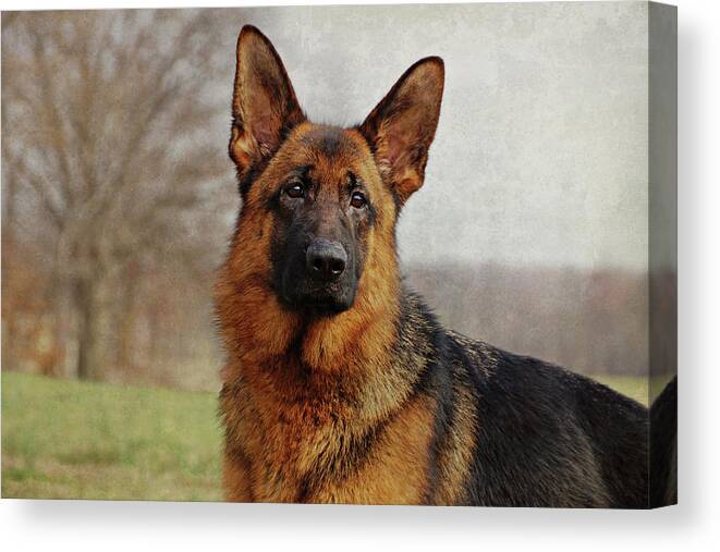 German Shepherd Canvas Print featuring the photograph Beautiful Raven by Sandy Keeton