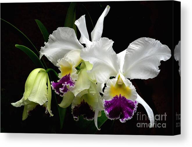 Anniversaries Canvas Print featuring the photograph Beautiful White Orchids by Jeannie Rhode