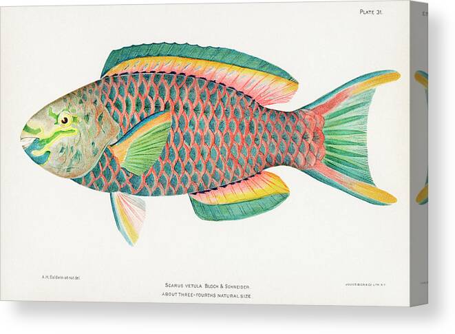 1899 Canvas Print featuring the drawing Beautifully colored exotic fish by Vincent Monozlay