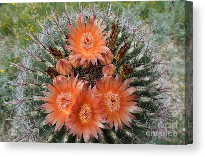 Arizona Canvas Print featuring the photograph Beauty Among The Thorns by Janet Marie