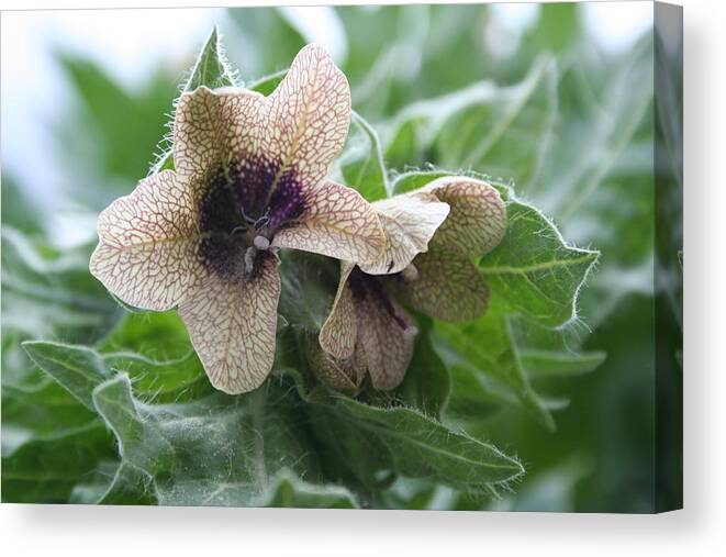 Flowers Canvas Print featuring the photograph Beauty in a weed by Susan Pedrini