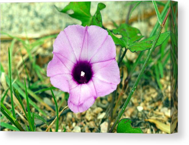 Purple Canvas Print featuring the photograph Beauty in the rough by James Smullins
