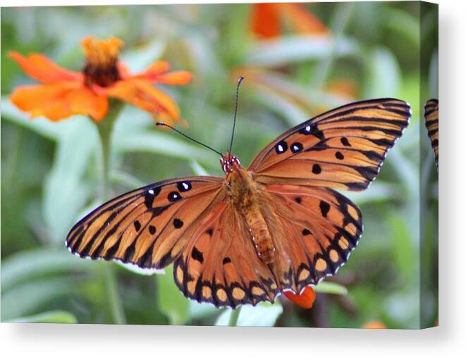 Butterfly Canvas Print featuring the photograph Beauty Times Two by Cynthia Guinn