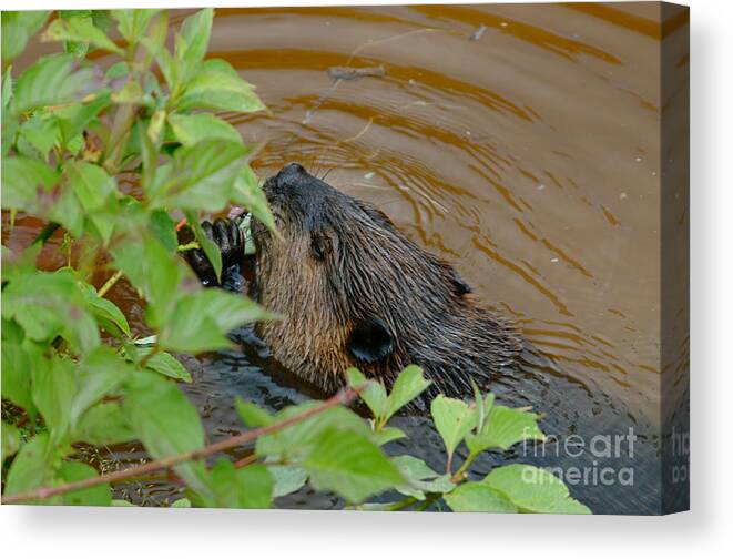 Animals Canvas Print featuring the photograph Beaver Having a Snack by Sandra Updyke