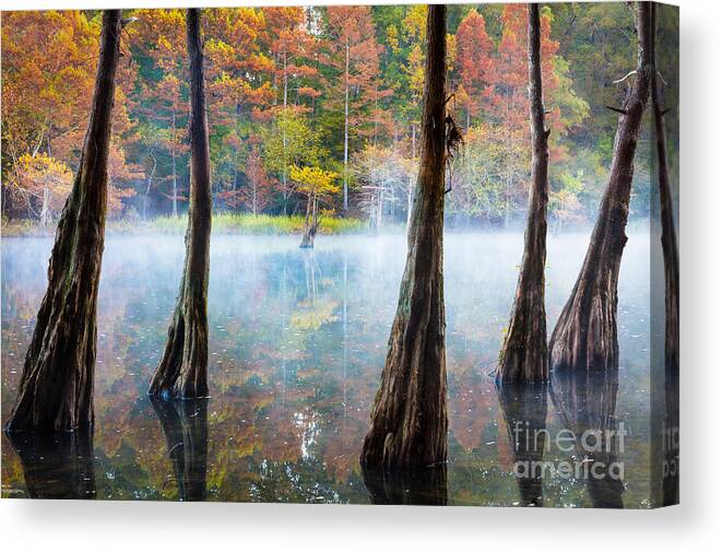 America Canvas Print featuring the photograph Beavers Bend Cypress Grove by Inge Johnsson