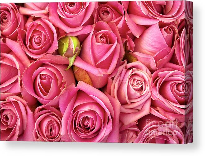 Abstract Canvas Print featuring the photograph Bed Of Roses by Carlos Caetano