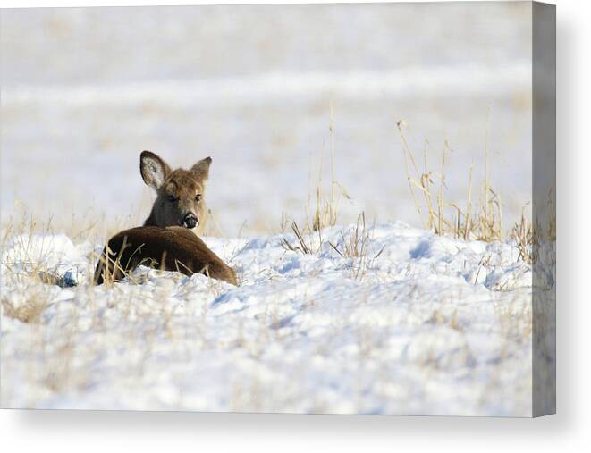 Doe Canvas Print featuring the photograph Bedded Fawn In Snowy Field by Brook Burling