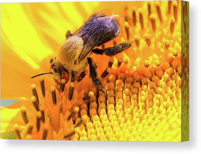 Antennae Canvas Print featuring the photograph Bee and Sunflower by SR Green
