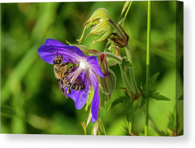 Nature Canvas Print featuring the photograph Bee at work by Ulrich Burkhalter