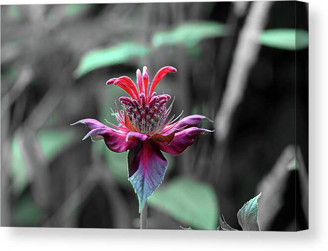 Nature Canvas Print featuring the photograph Bee Balm Abstract by David Stasiak