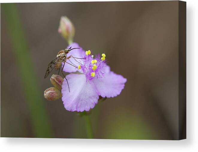 Poecilognathus Bee Fly Canvas Print featuring the photograph Bee Fly on Roseling by Paul Rebmann