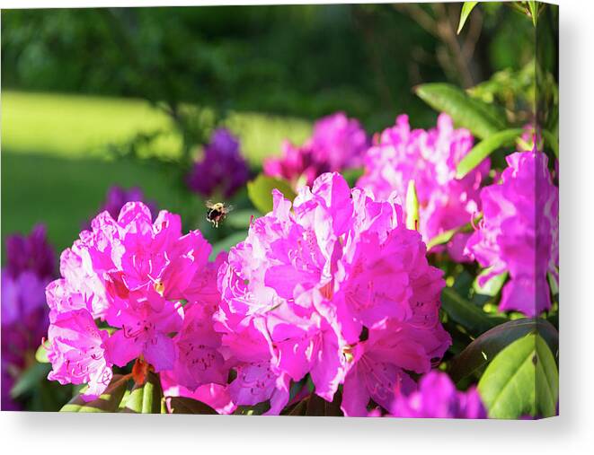 Bee Canvas Print featuring the photograph Bee Flying Over Catawba Rhododendron by D K Wall