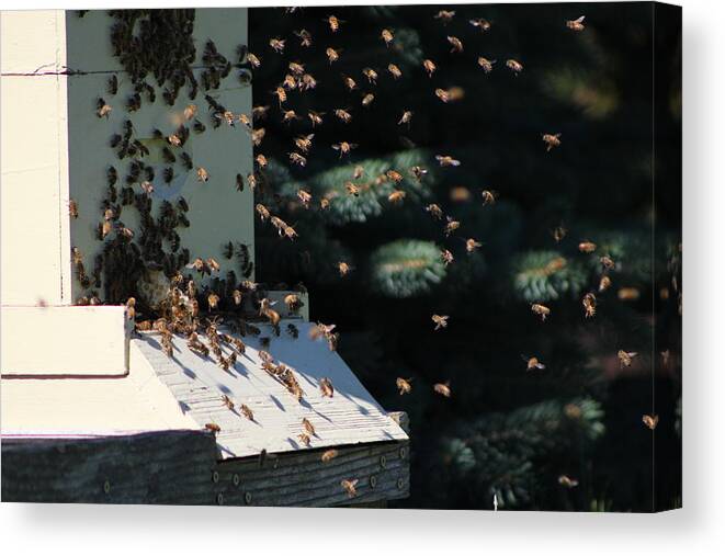 Honey Bee Canvas Print featuring the photograph Bee Keepers Hive Chicago Botanical Gardens by Colleen Cornelius