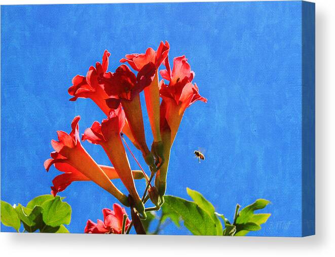 Bee With Trumpet Flowers 2 Canvas Print featuring the photograph Bee with Trumpet Flowers 2 by Bonnie Follett