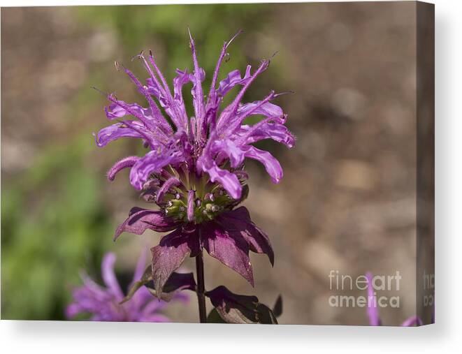 Bee Balm Canvas Print featuring the photograph Beebalm Peters Purple by Louise Heusinkveld