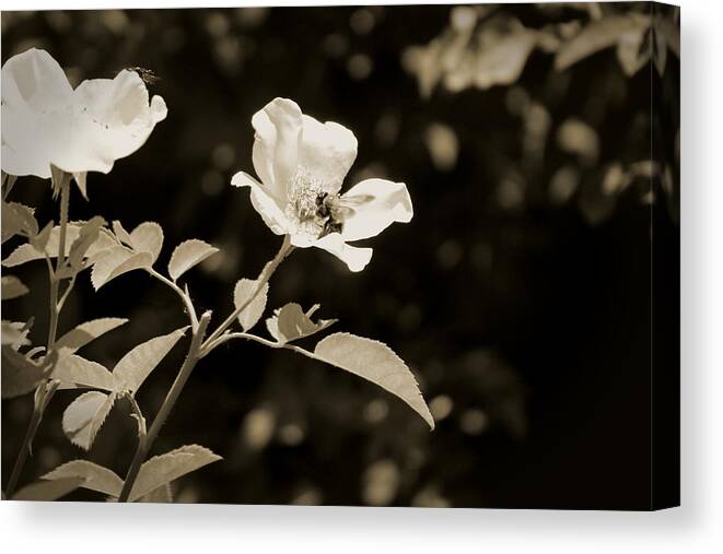 Sepia Canvas Print featuring the photograph Bees on Country Roses in Sepia Chicago Botanical Gardens by Colleen Cornelius