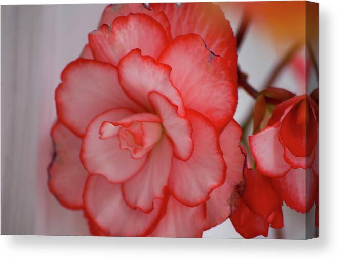 Flower Canvas Print featuring the photograph Begonia Beauty by Lora Lee Chapman