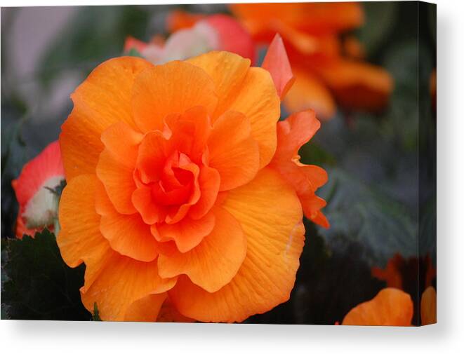 Alaska Canvas Print featuring the photograph Begonia Sunrise by Helen Carson
