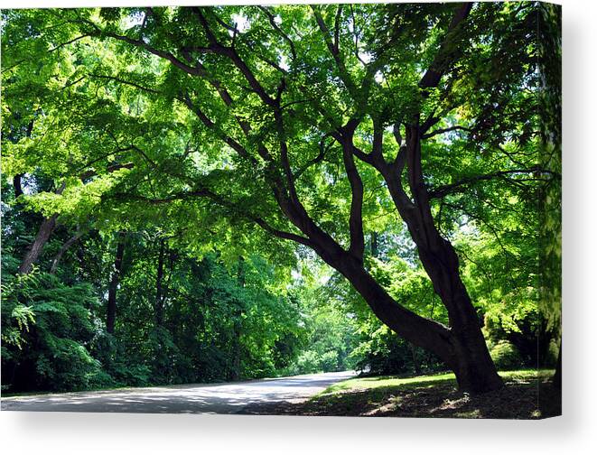 Tree Canvas Print featuring the photograph Being Green by Andrew Dinh